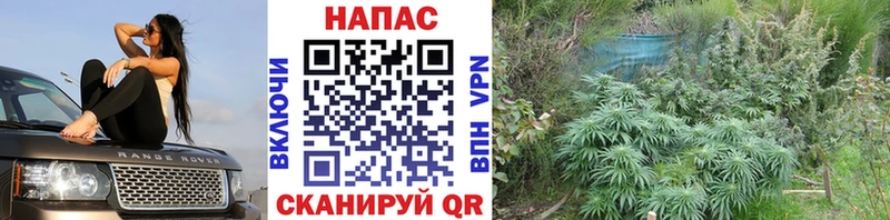 Каннабис сатива  OMG онион  Невель 